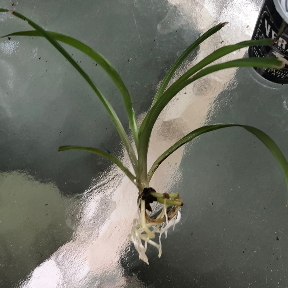 🕷🌱 Spider Plant Babies 🌱🕷 - Picture 4 of 4